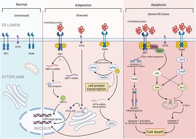 Endoplasmic Reticulum Stress and Pathogenesis of Vascular Calcification